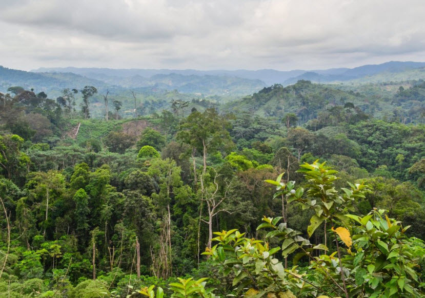 Mayombe Forest